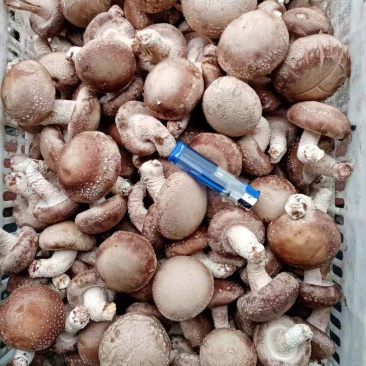 鲜香菇