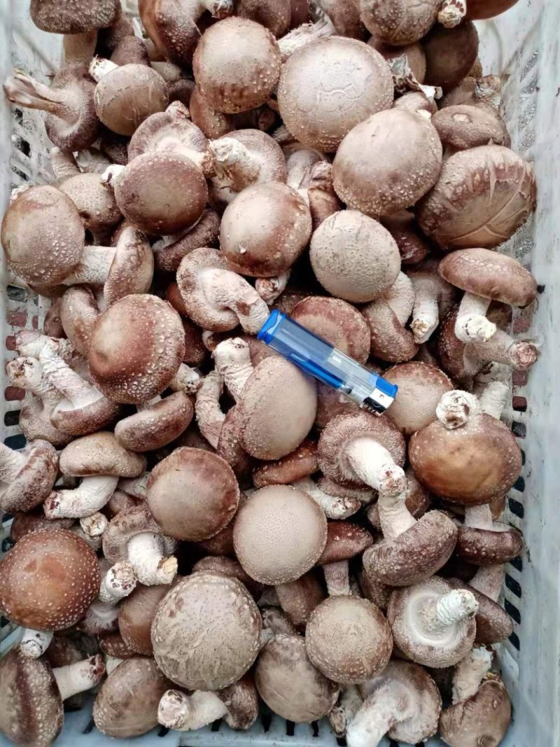 鲜香菇