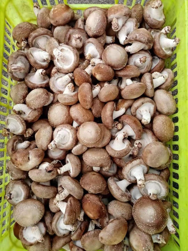 鲜香菇