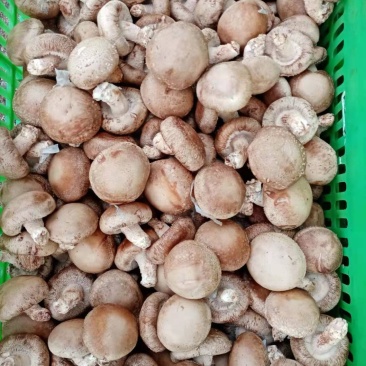 鲜香菇