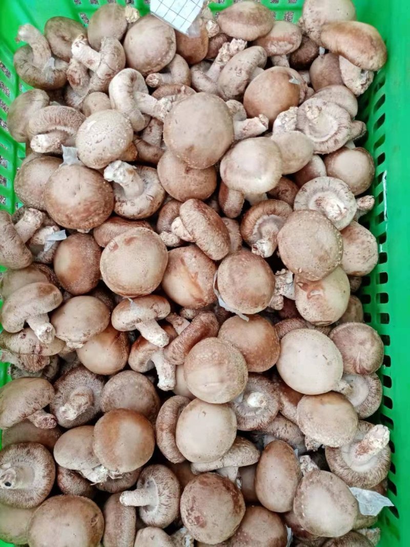 鲜香菇