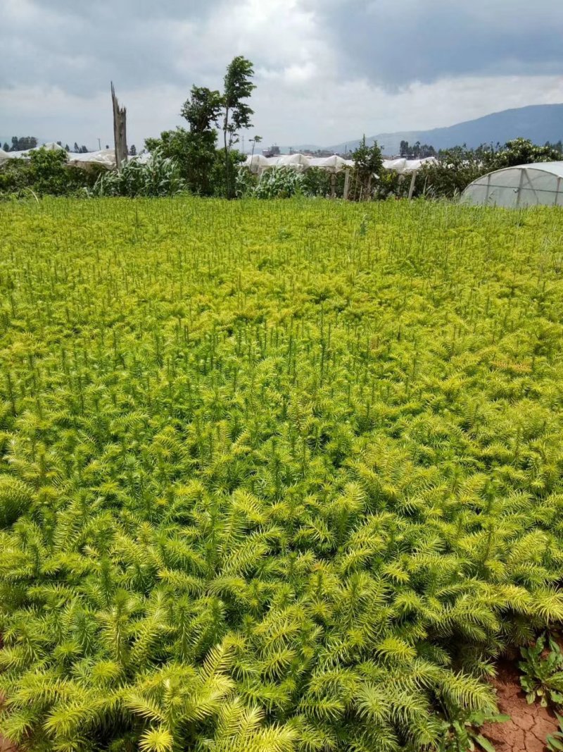 杉树苗，刺杉苗，种苗，苗圃直销，证件齐全