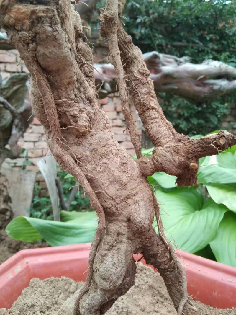 迎春花盆景