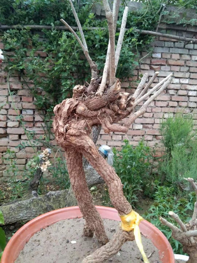迎春花盆景