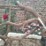 迎春花盆景