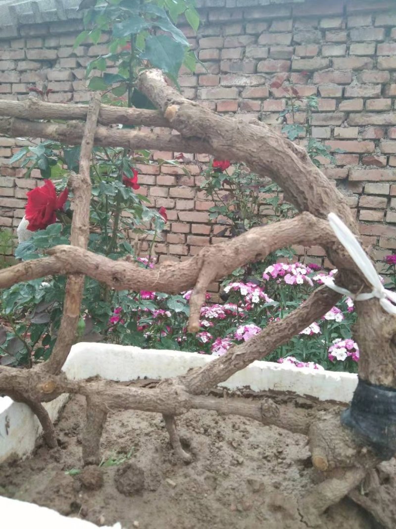 迎春花盆景