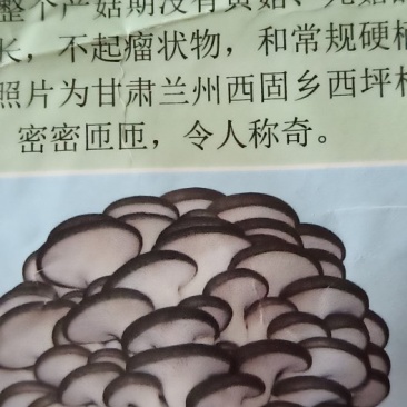 平菇菌种