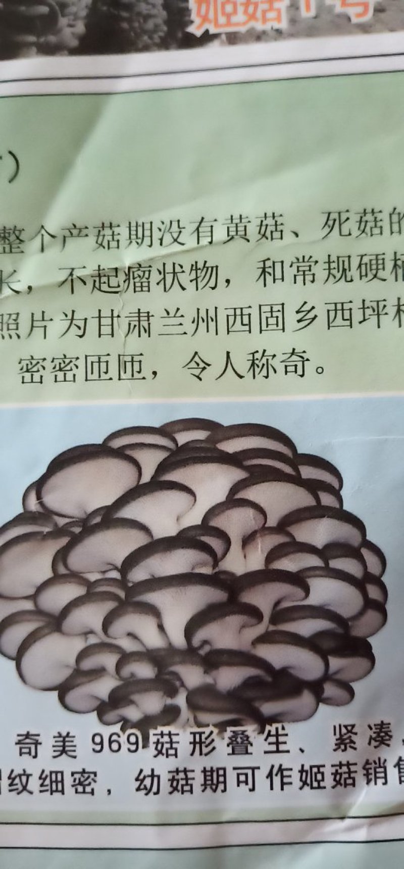 平菇菌种