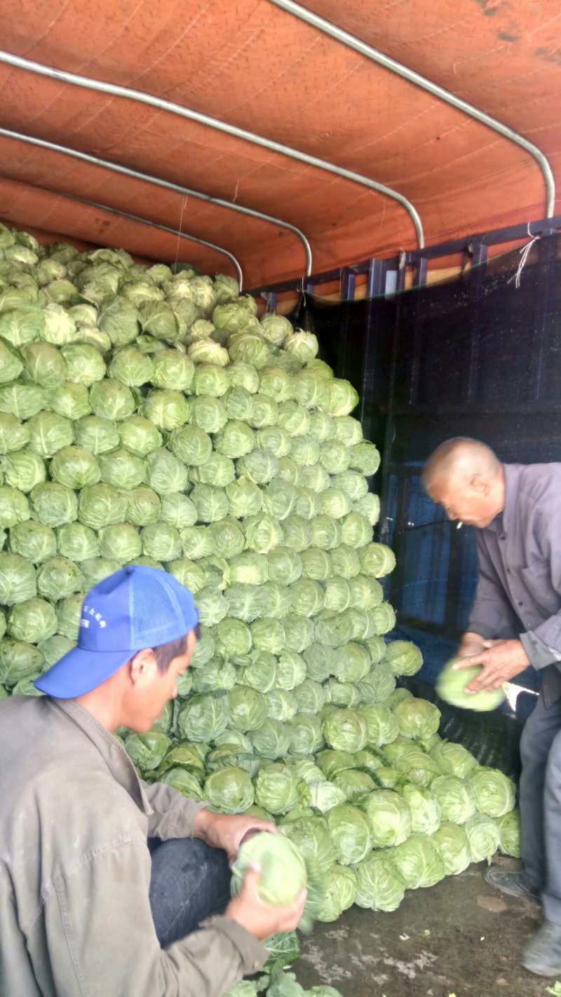 甘蓝陆续上市，商家关注。