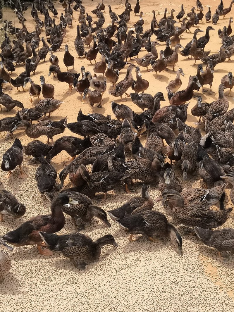 野鸭