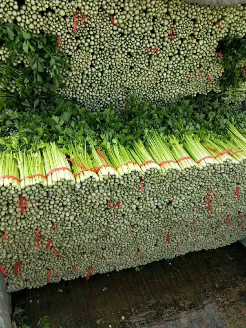 毛芹
