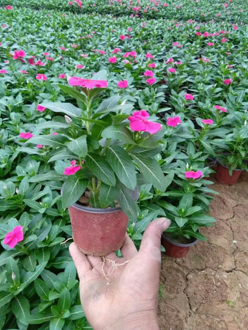 长春花天天开绿化组摆花卉花期长耐旱耐热