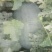 冠龙西瓜