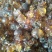 桃胶