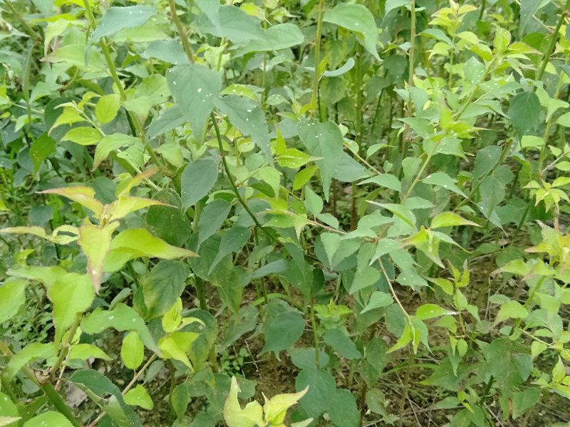 酸梅苗酸梅小苗酸梅小苗广西苗木批发场地直销包