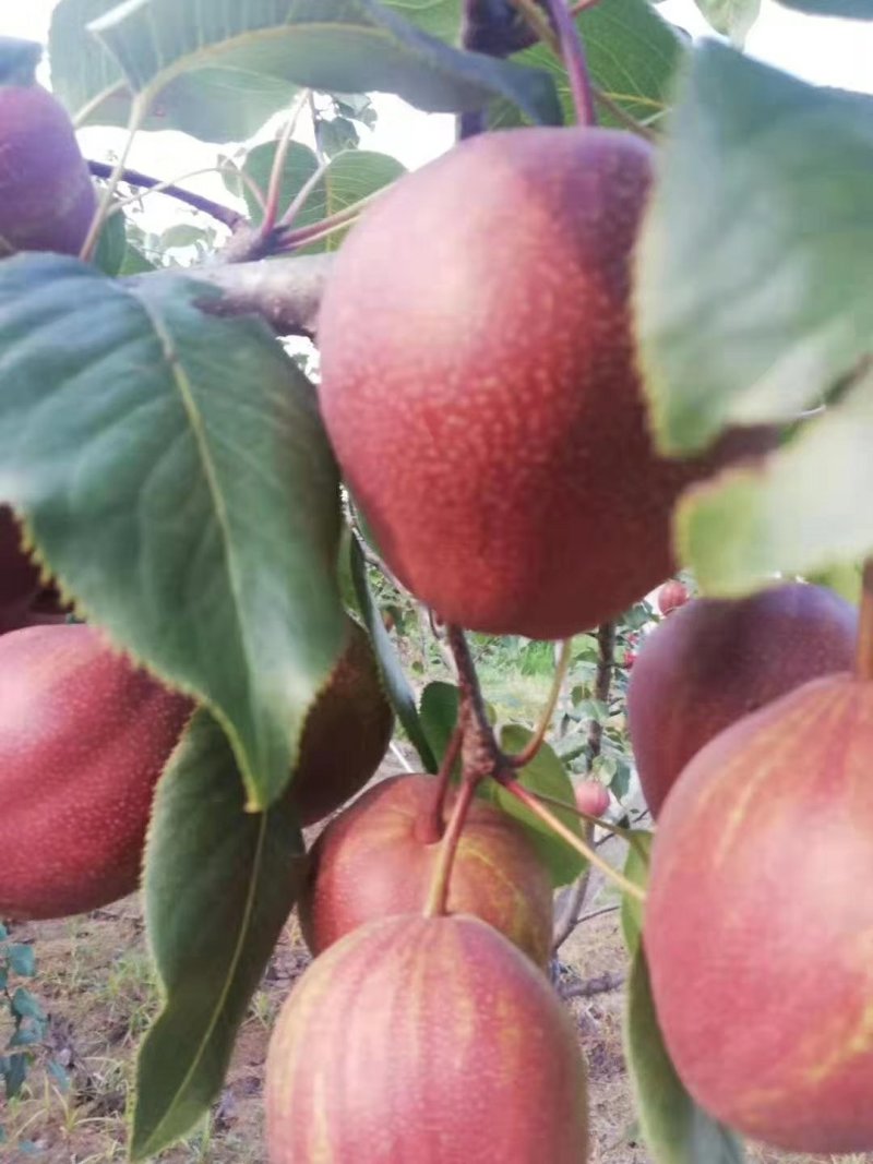 彩虹梨七彩虹梨胎里红梨早酥红梨现货供应欢迎采购