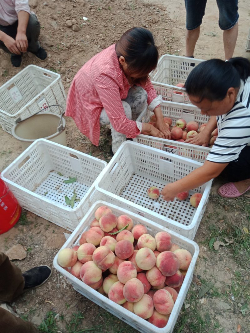 三门峡陕州区毛桃基地红不软，甘宁，沙红大量上市中