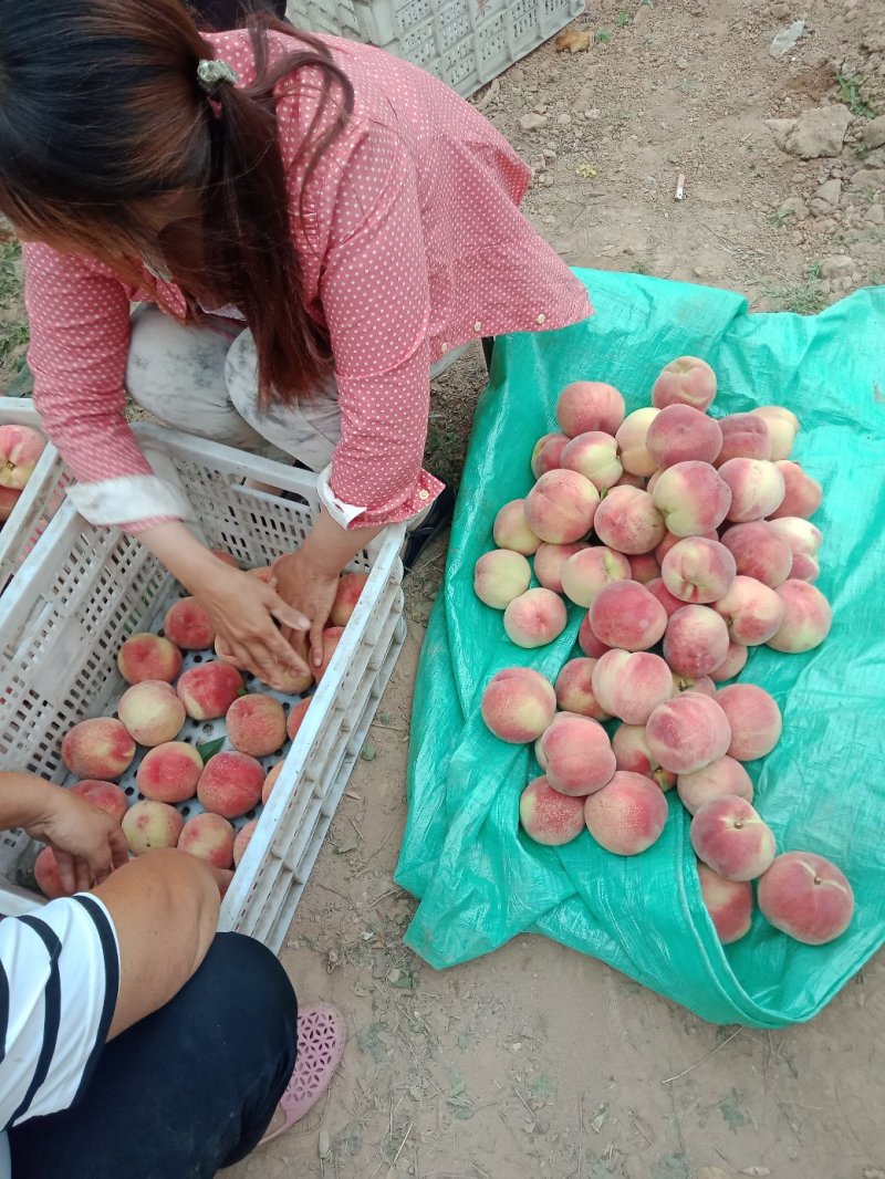 三门峡陕州区毛桃基地红不软，甘宁，沙红大量上市中