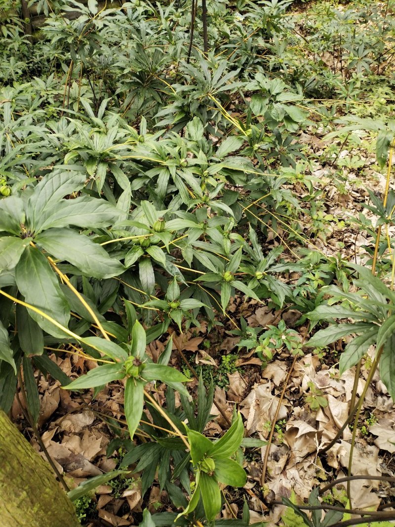 重楼七叶一枝花好品种高杆华重楼