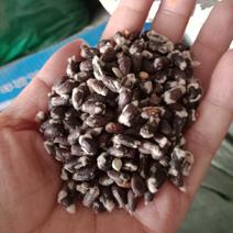 棉花子籽药用棉花籽去毛不是种子批发零售各种规格中药材