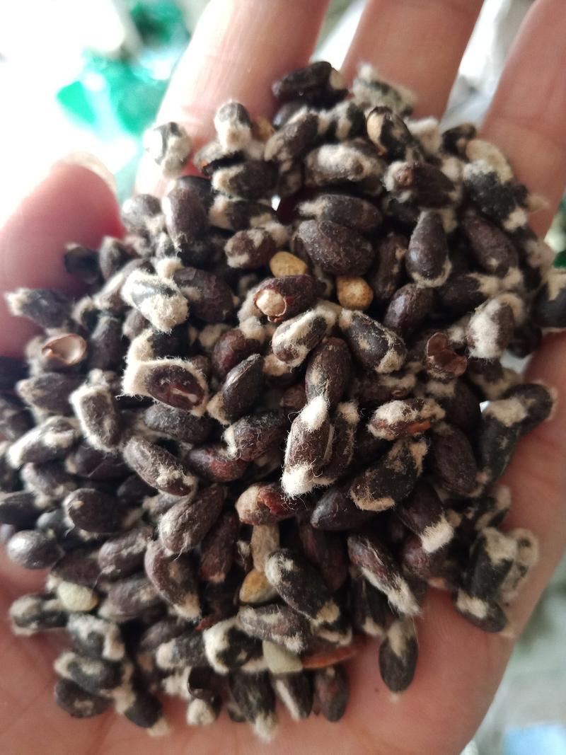 棉花子籽药用棉花籽去毛不是种子批发零售各种规格中药材