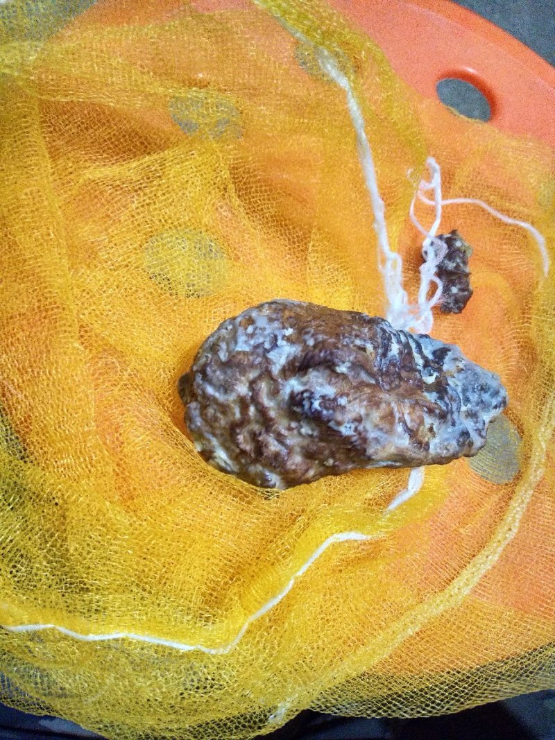 火鸡宝