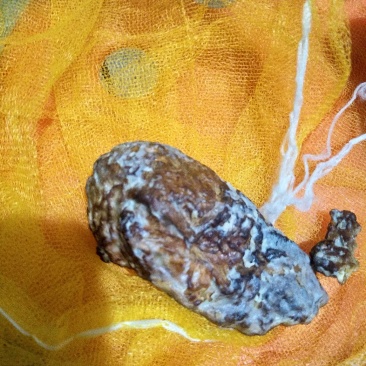 火鸡宝