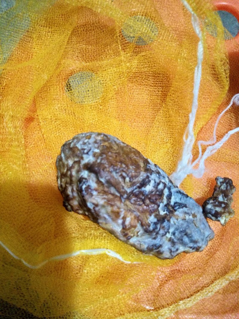 火鸡宝