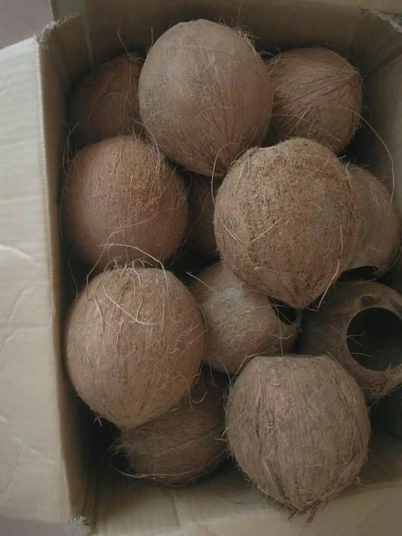 椰子壳