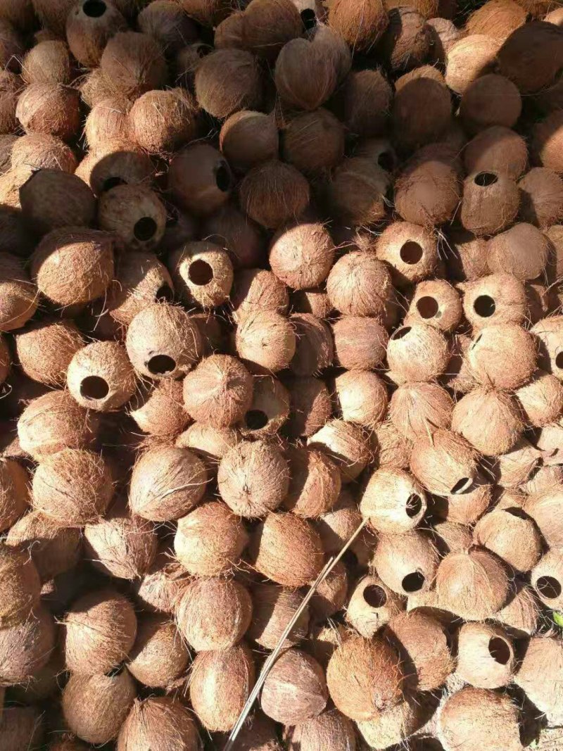 椰子壳