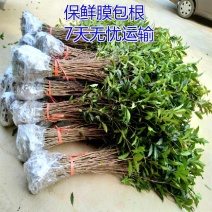 金桂花树苗八月桂室内盆栽庭院植物地栽桂花树苗丹桂树特价费