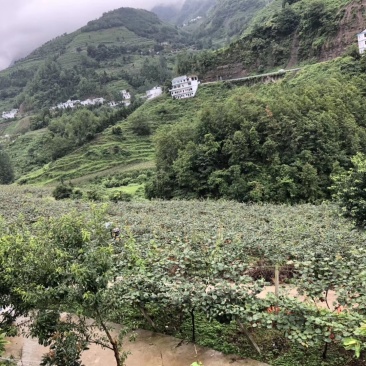 正宗水城红心猕猴桃