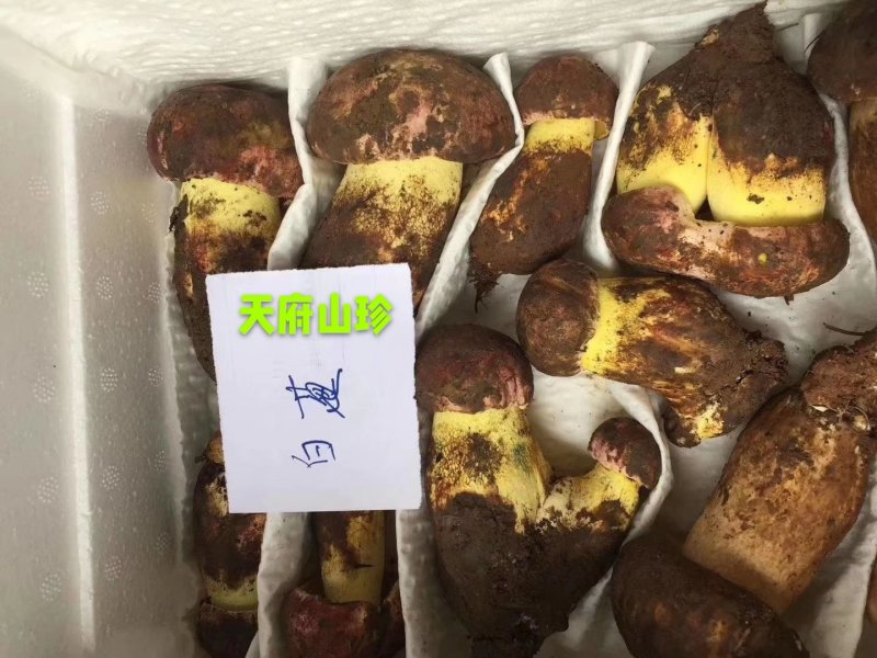 新鲜白葱菌