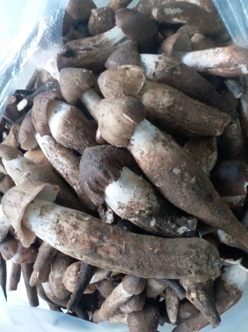 野生独脚大鸡枞