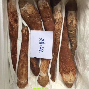 野生独脚大鸡枞