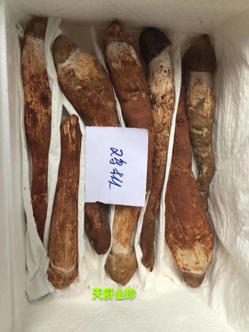 野生独脚大鸡枞