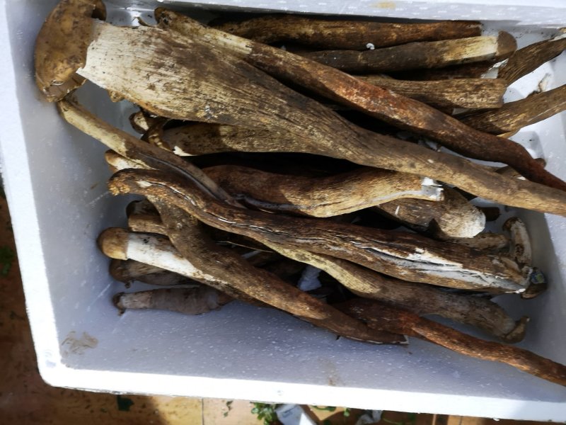 野生独脚大鸡枞