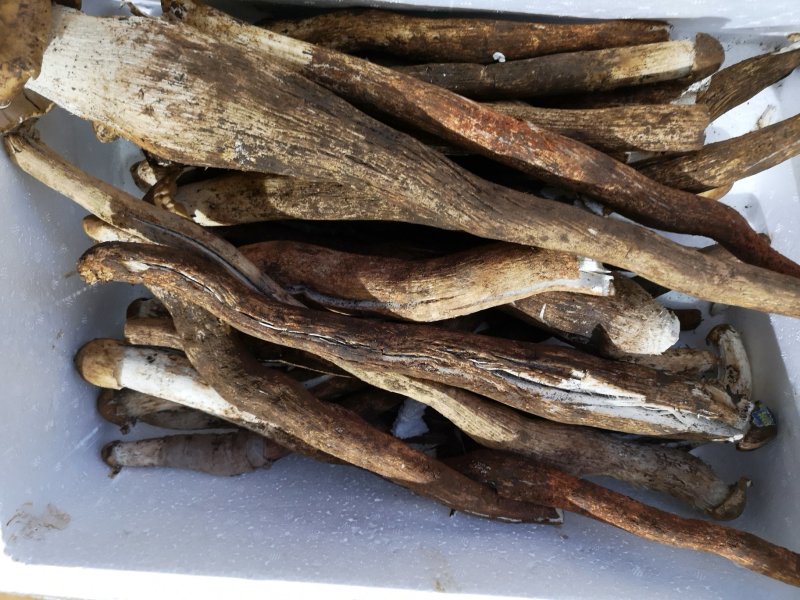 野生独脚大鸡枞