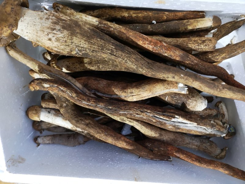 野生独脚大鸡枞