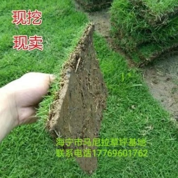 带土，马尼拉草皮
