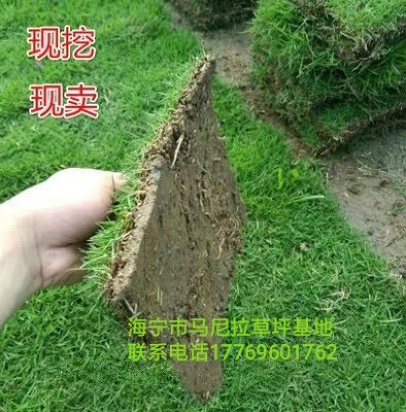 带土，马尼拉草皮