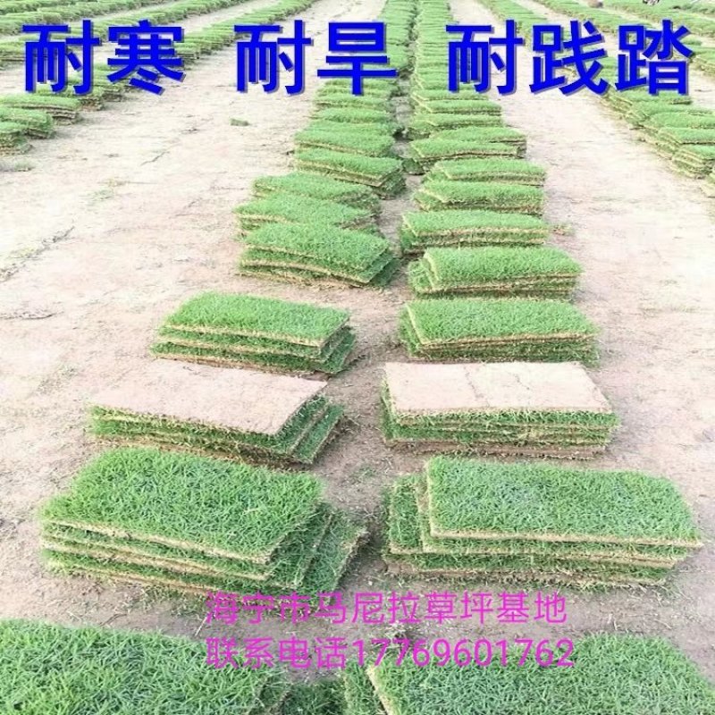 带土，马尼拉草皮