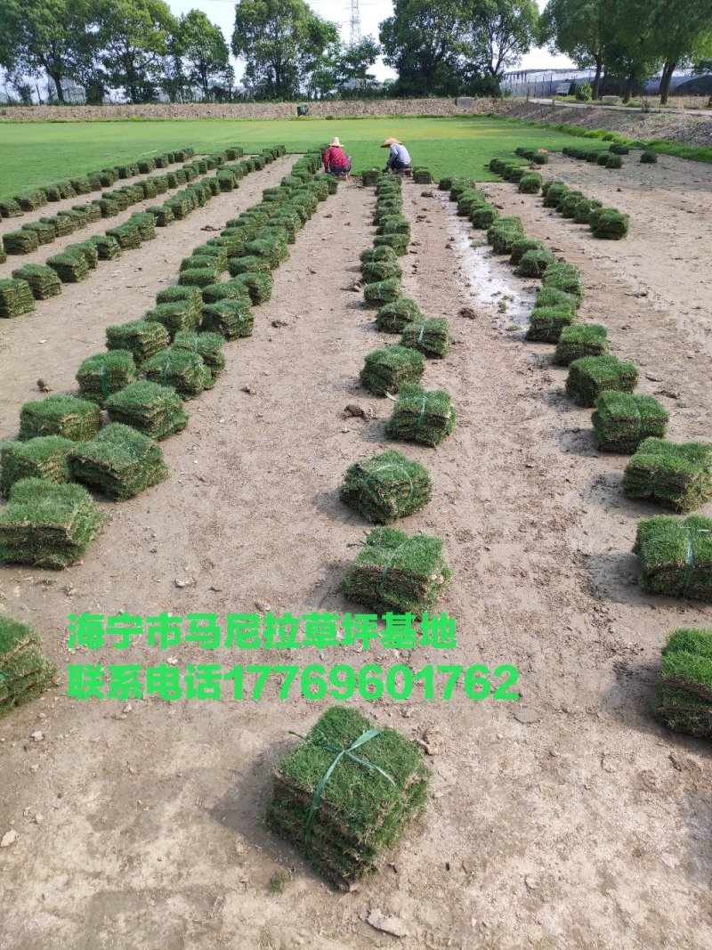 带土，马尼拉草皮