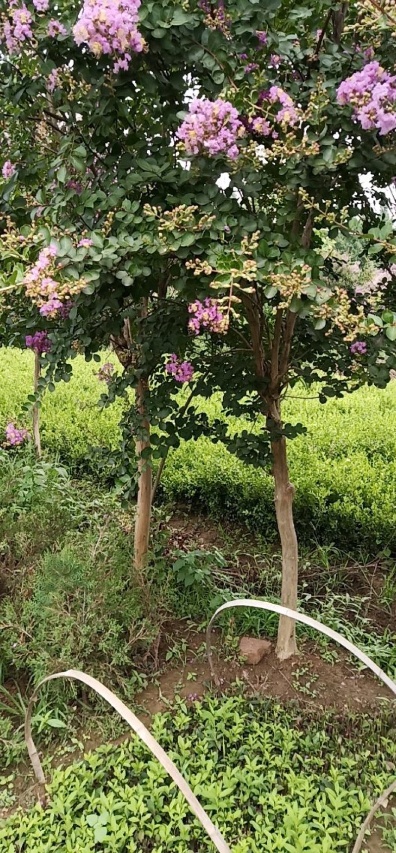 老式紫薇
