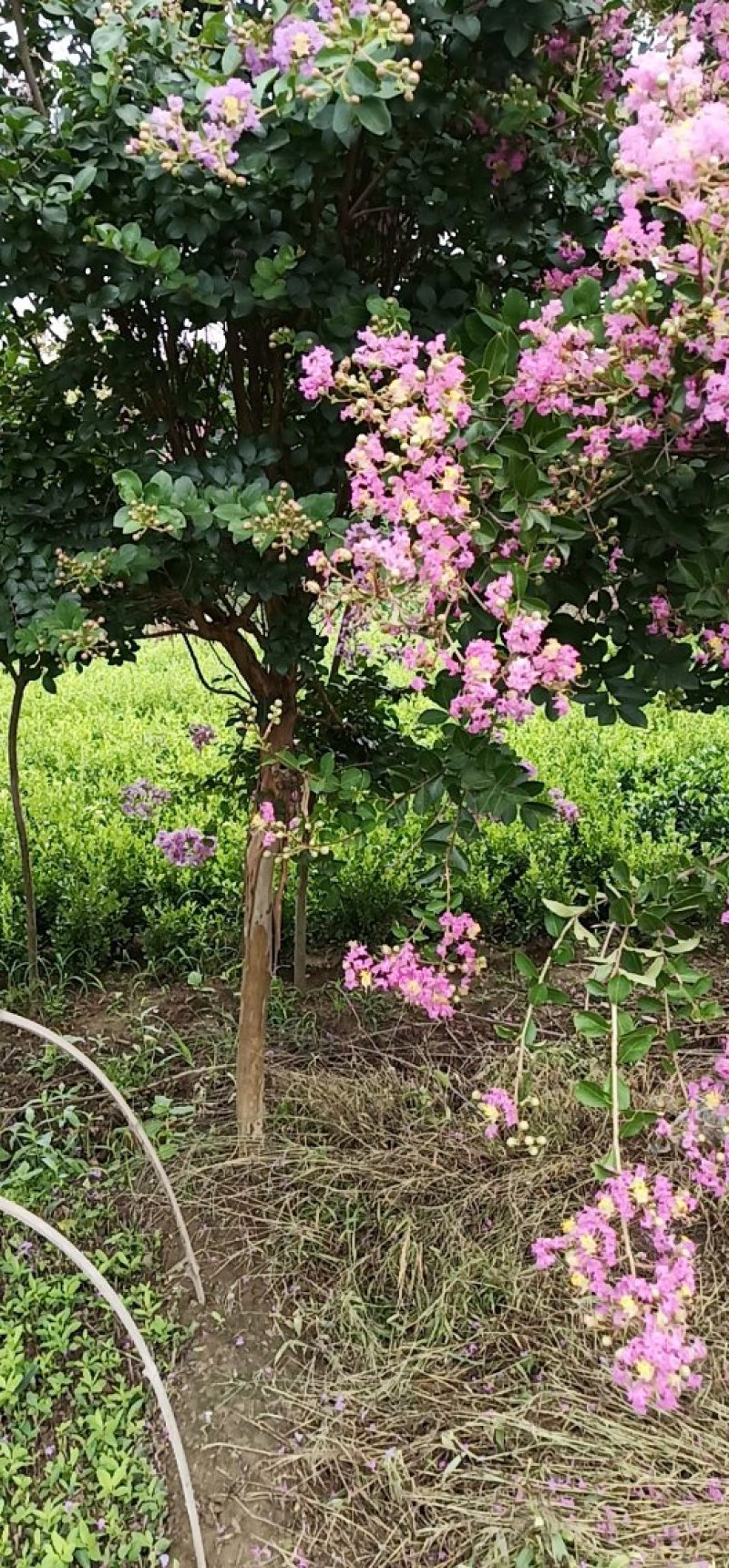 老式紫薇