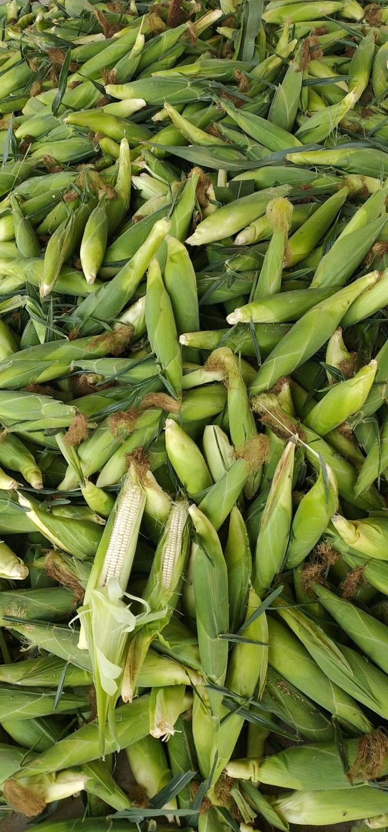 玉米大量上市支持各种包装