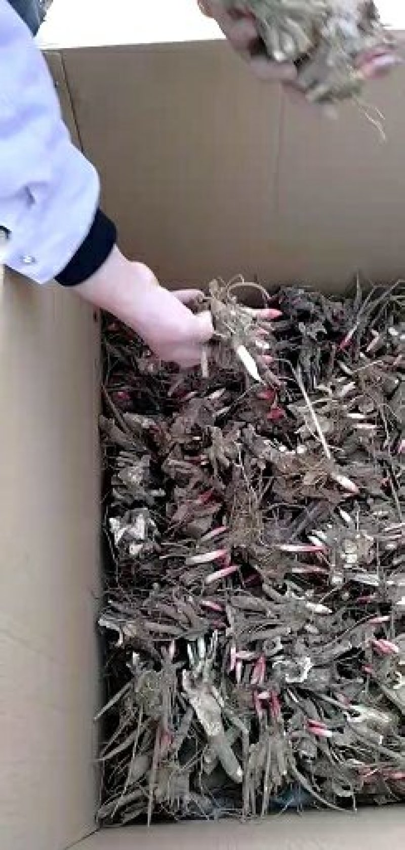 赤芍，白芍苗，芍药芽头，保证品种，保证质量