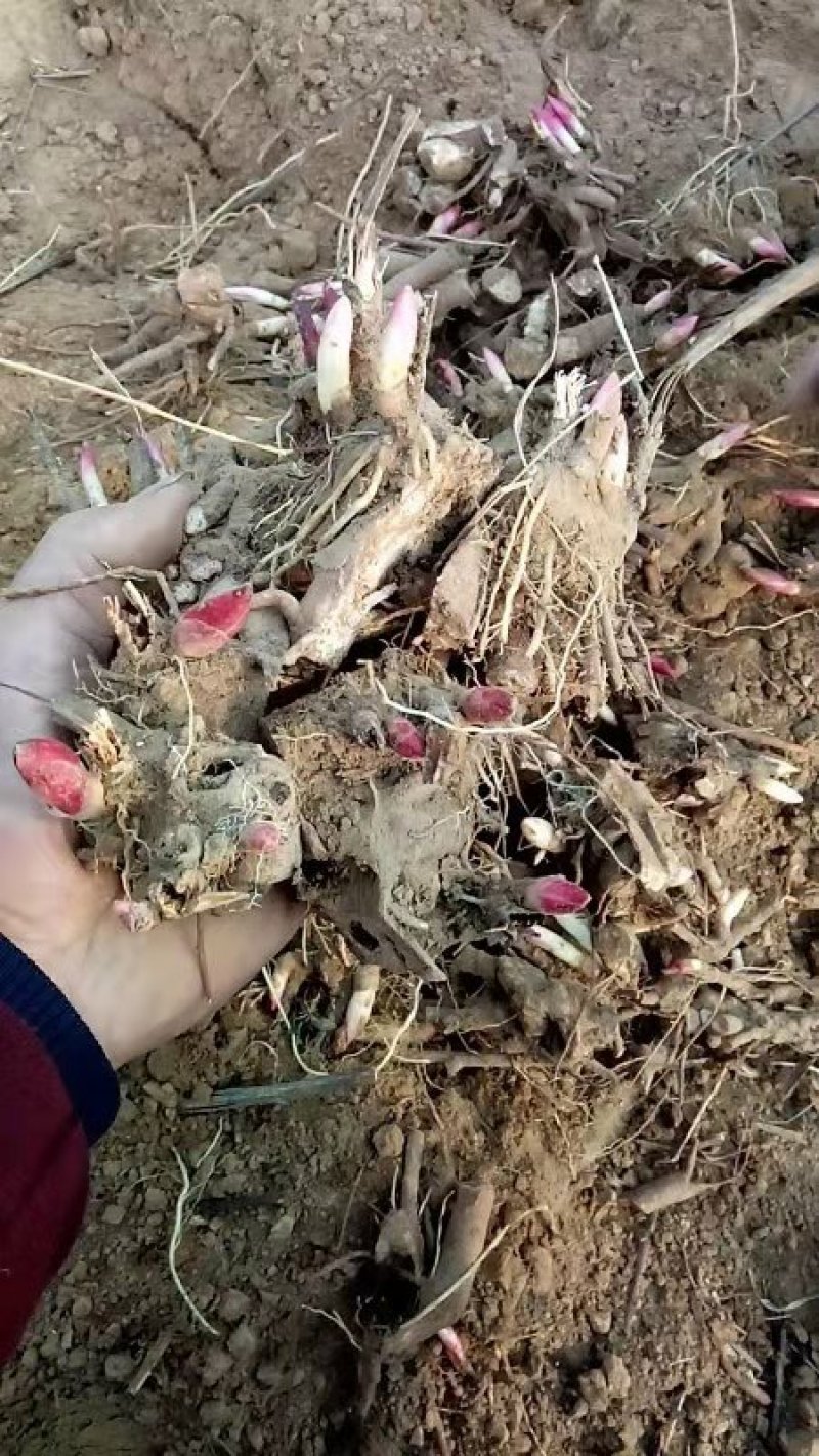 赤芍，白芍苗，芍药芽头，保证品种，保证质量