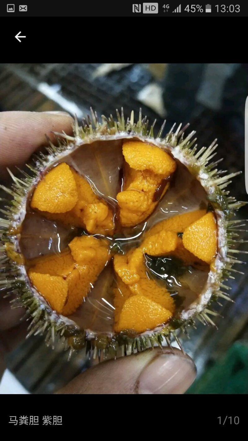 欢迎选购马胆海胆产地直销品质保证欢迎咨询
