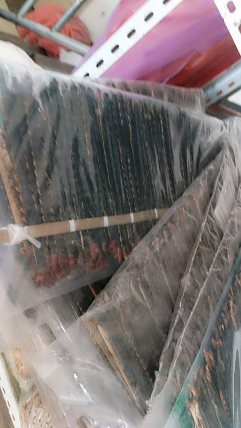 蜈蚣17公分产地湖北振兴药材购销站量大从优
